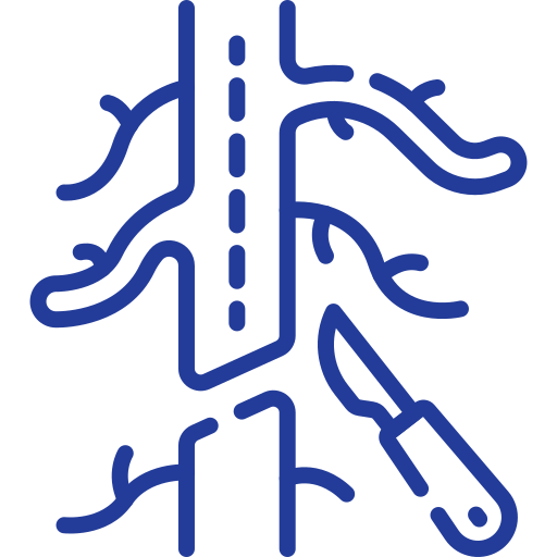 Vascular Surgeries